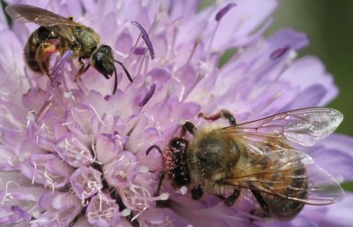 Lasioglossum sextrigatum